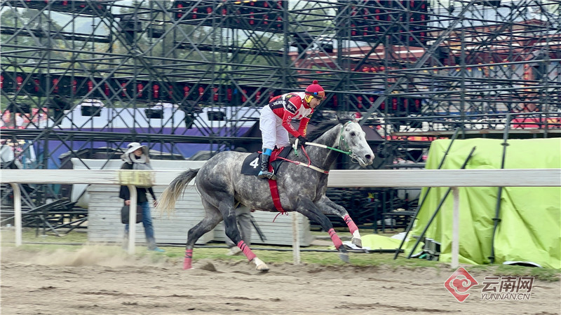 2024今晚香港开特马,今晚香港开特马，探索赛马文化，体验速度与激情